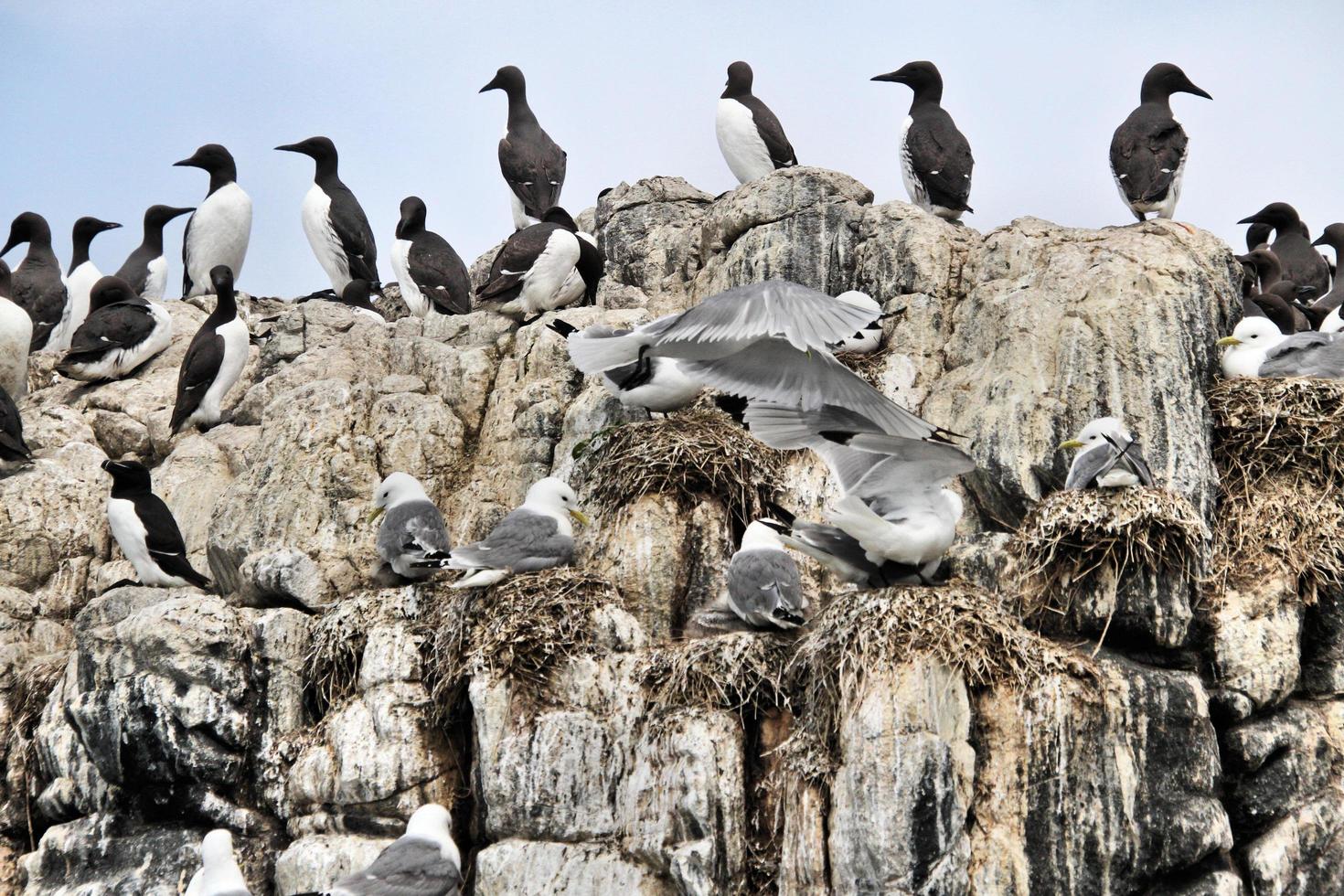 A view of a Kittiwake photo