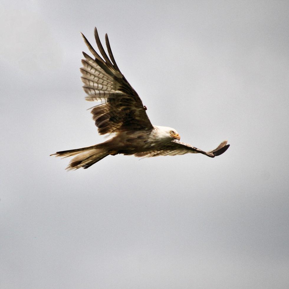 A view of a Red Kite in flight at Gigrin Farm in Wales photo