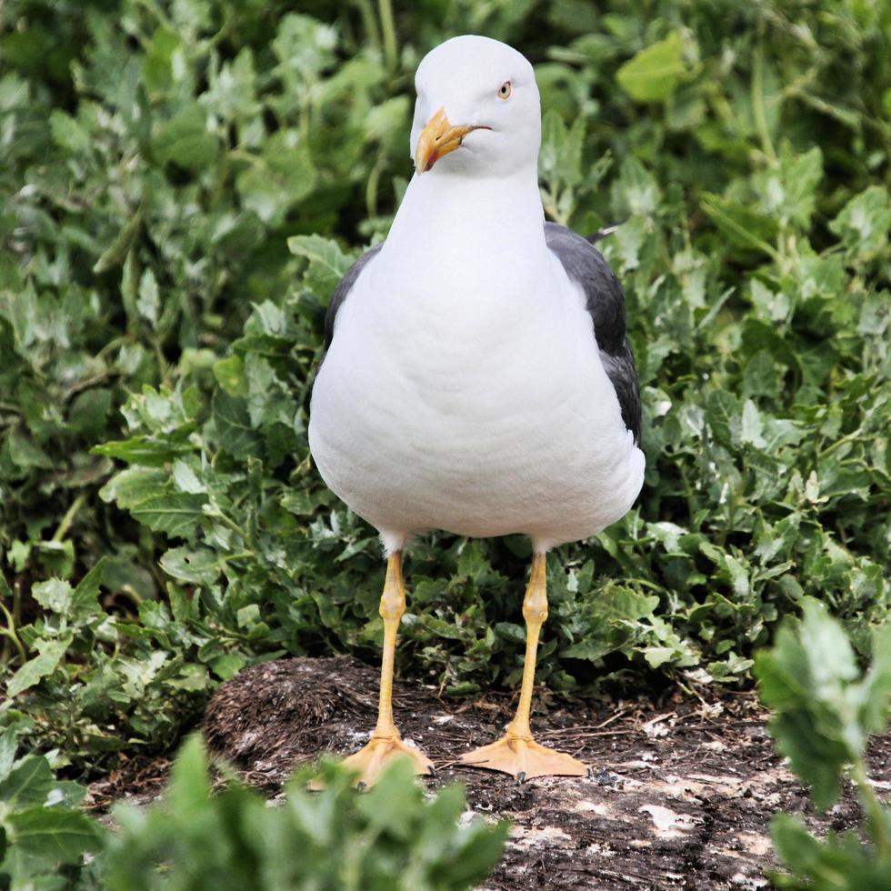 A view of a Seagull photo