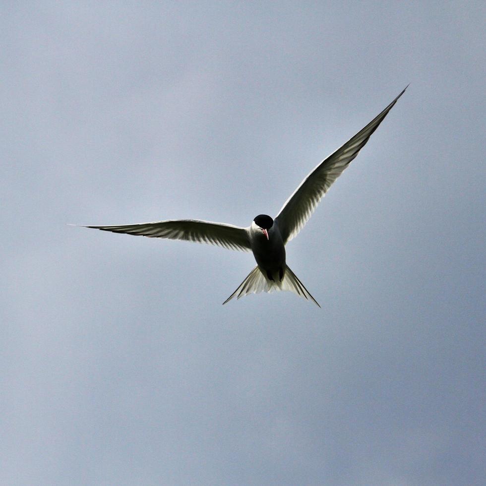 A view of an Arctic Tern photo