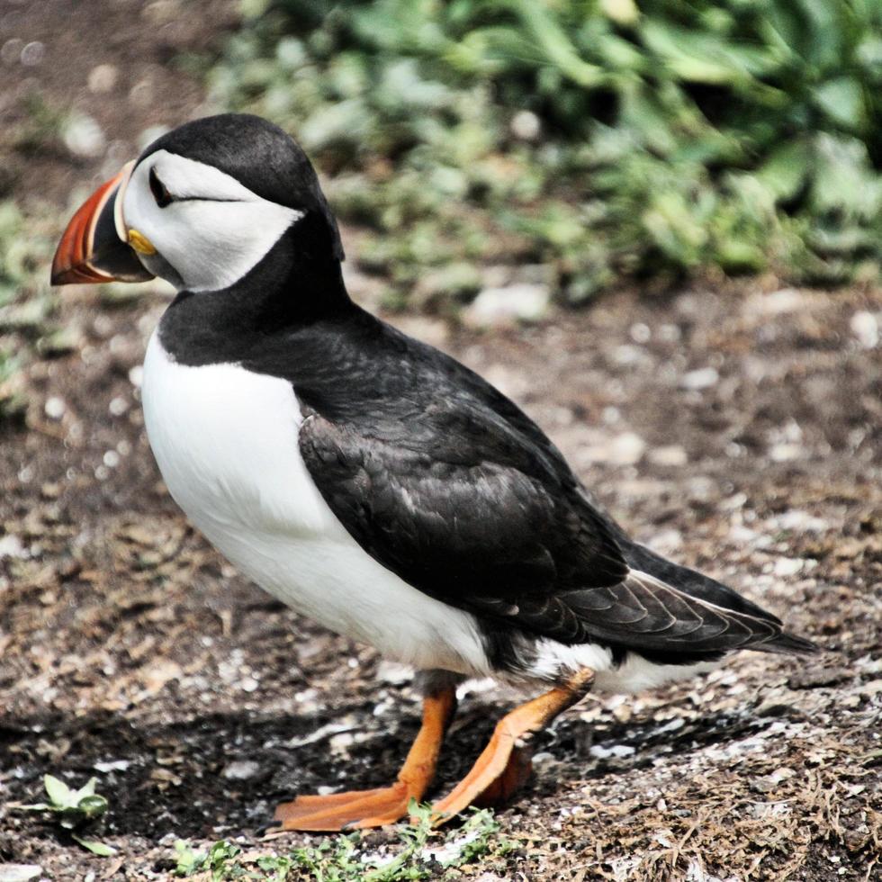 A view of a Puffin photo