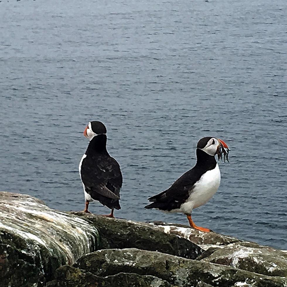 A close up of a Puffin photo