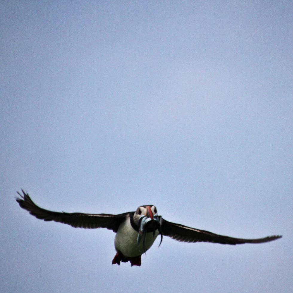 A view of a Puffin photo