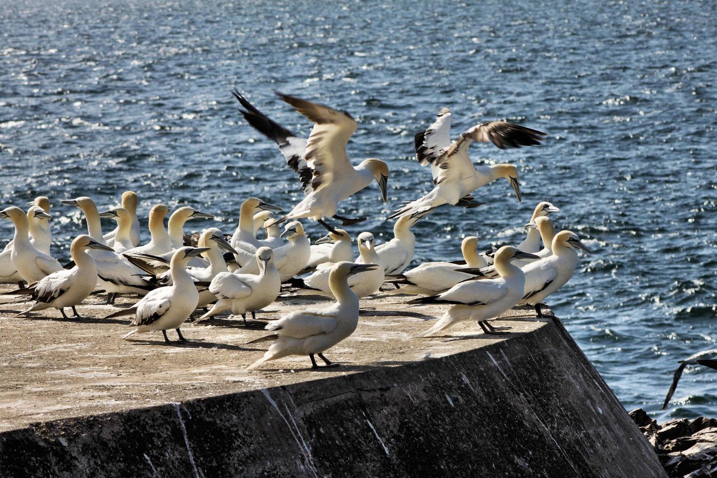 A view of a Gannet photo