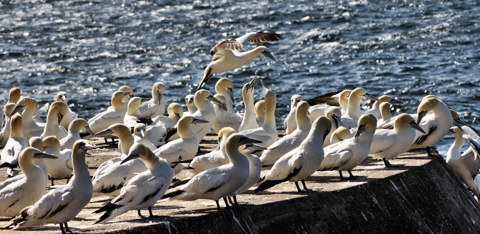 A view of a Gannet photo