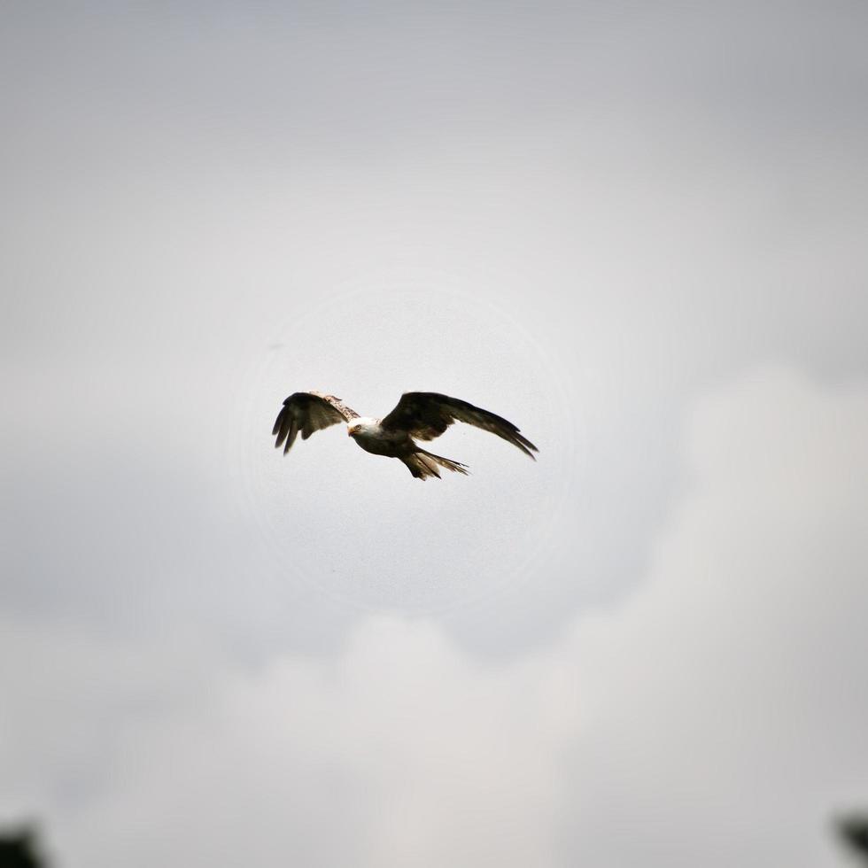 A view of a Red Kite in flight at Gigrin Farm in Wales photo