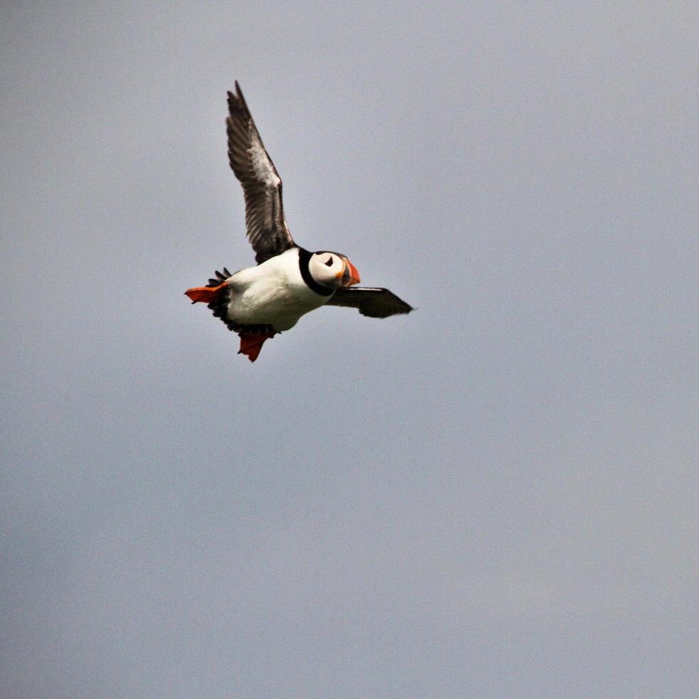 A view of a Puffin photo