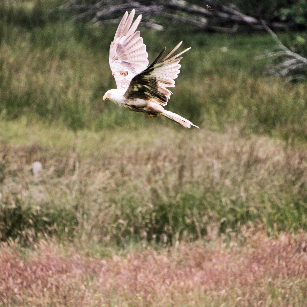 A close up of a Red Kite in flight at Gigrin Farm in Wales photo