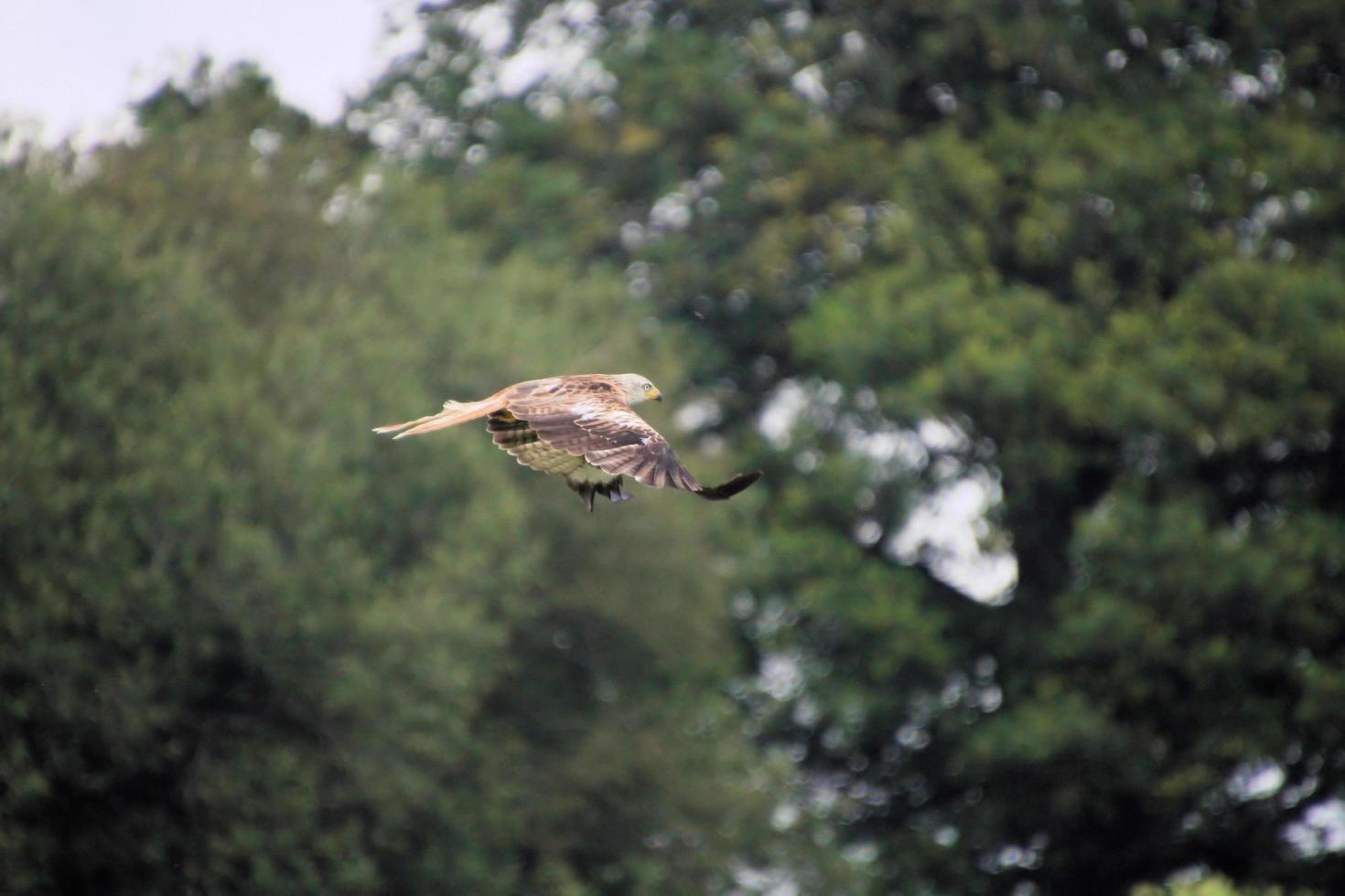 A close up of a Red Kite in flight at Gigrin Farm in Wales photo