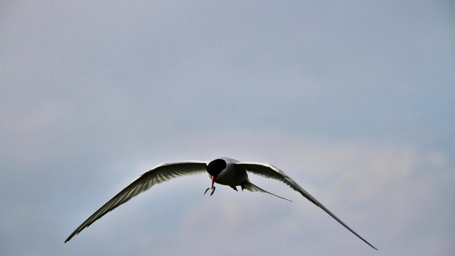 A view of an Arctic Tern photo