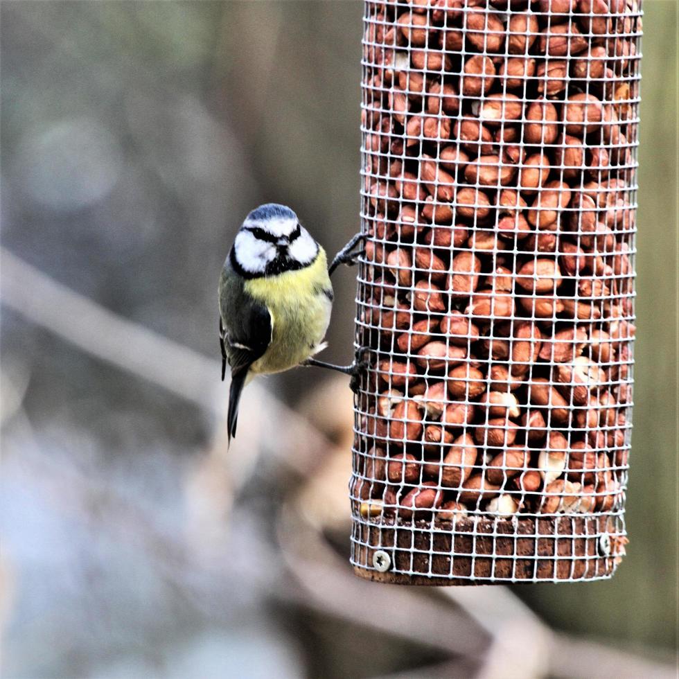 A view of a Blue Tit photo