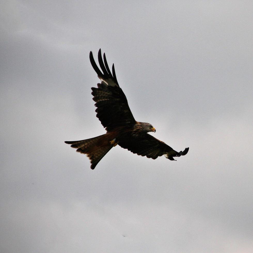 A close up of a Red Kite in flight at Gigrin Farm in Wales photo