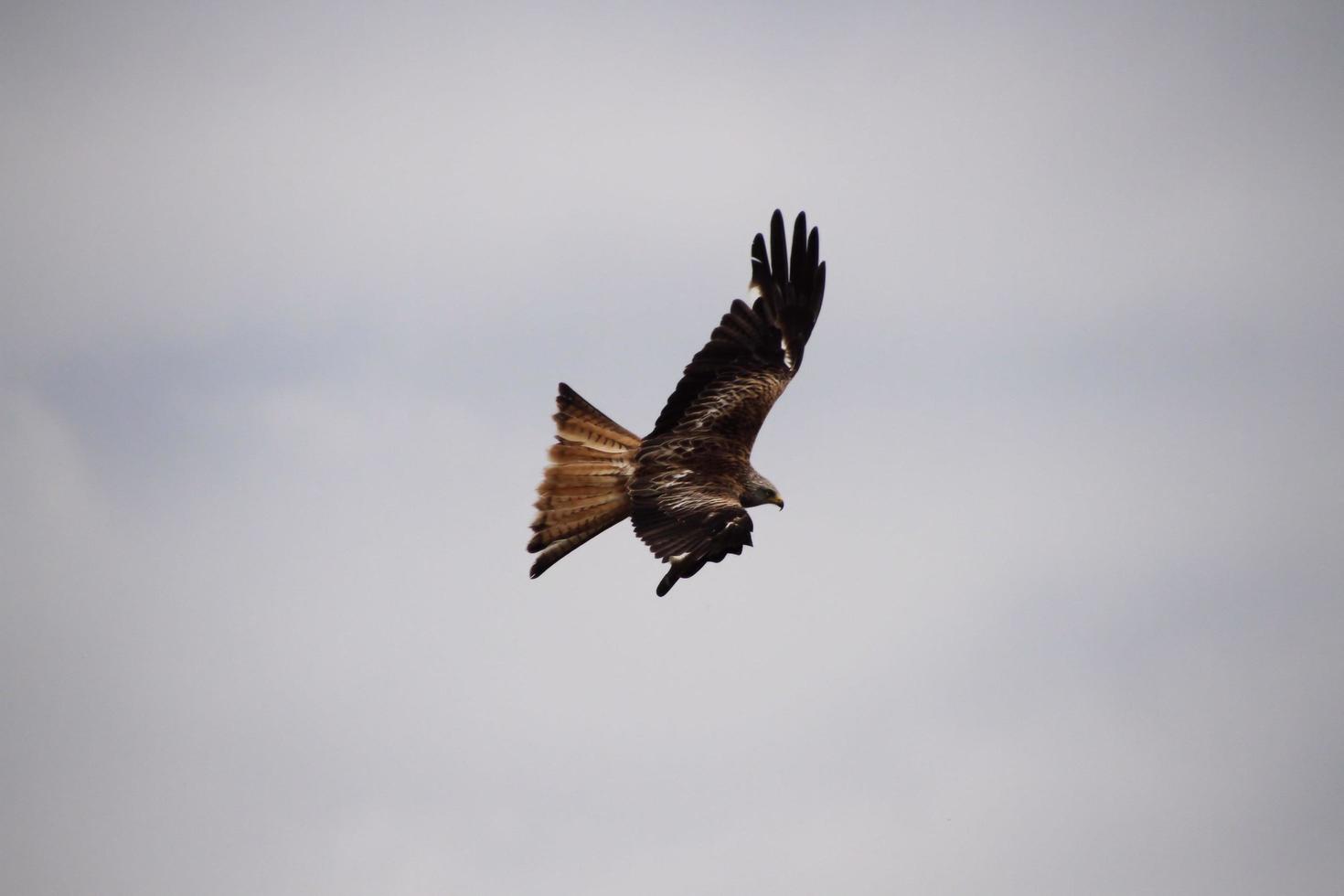 A close up of a Red Kite in flight at Gigrin Farm in Wales photo