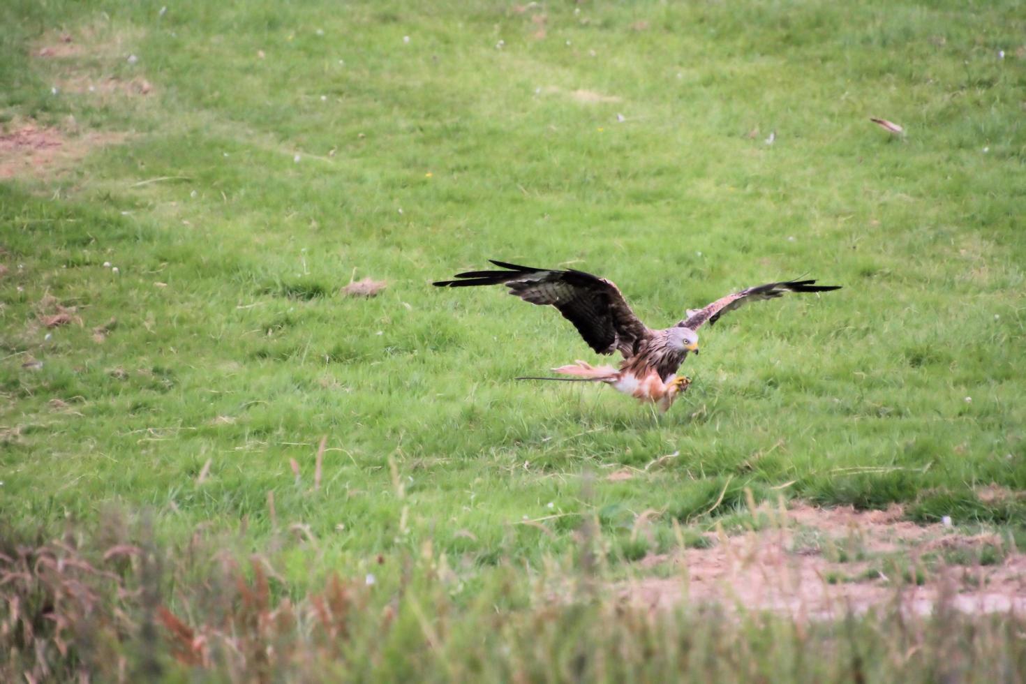 A close up of a Red Kite in flight at Gigrin Farm in Wales photo