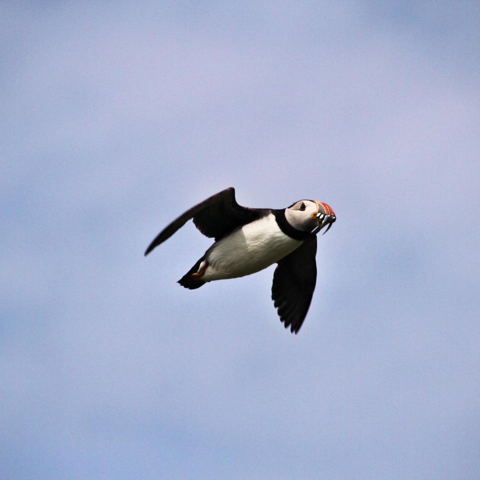 A close up of a Puffin photo