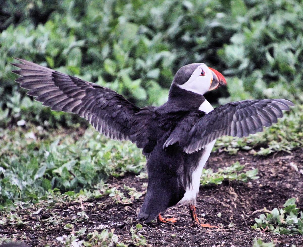 A view of a Puffin photo