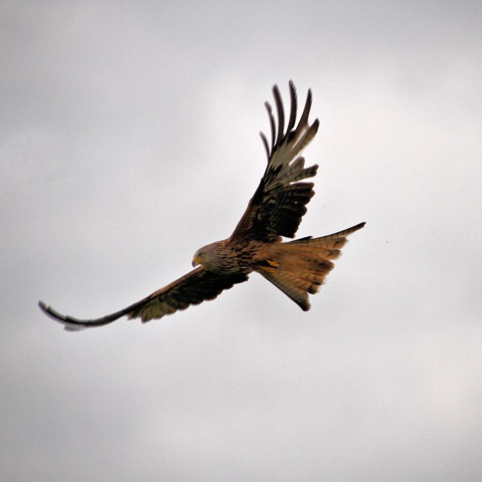 A view of a Red Kite in flight at Gigrin Farm in Wales photo
