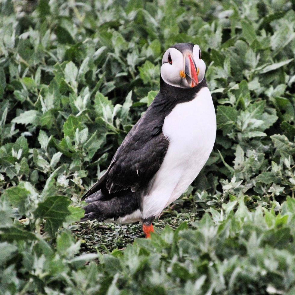 A view of a Puffin photo