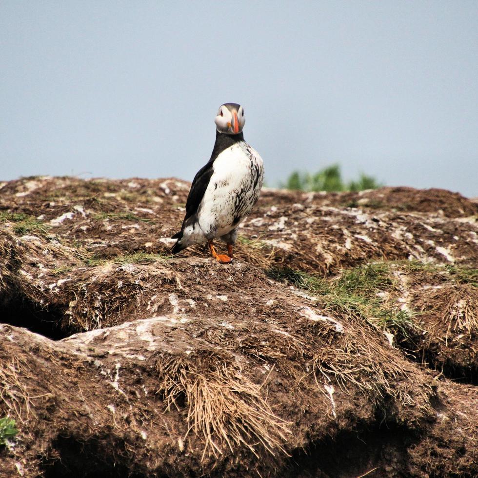 A close up of a Puffin photo