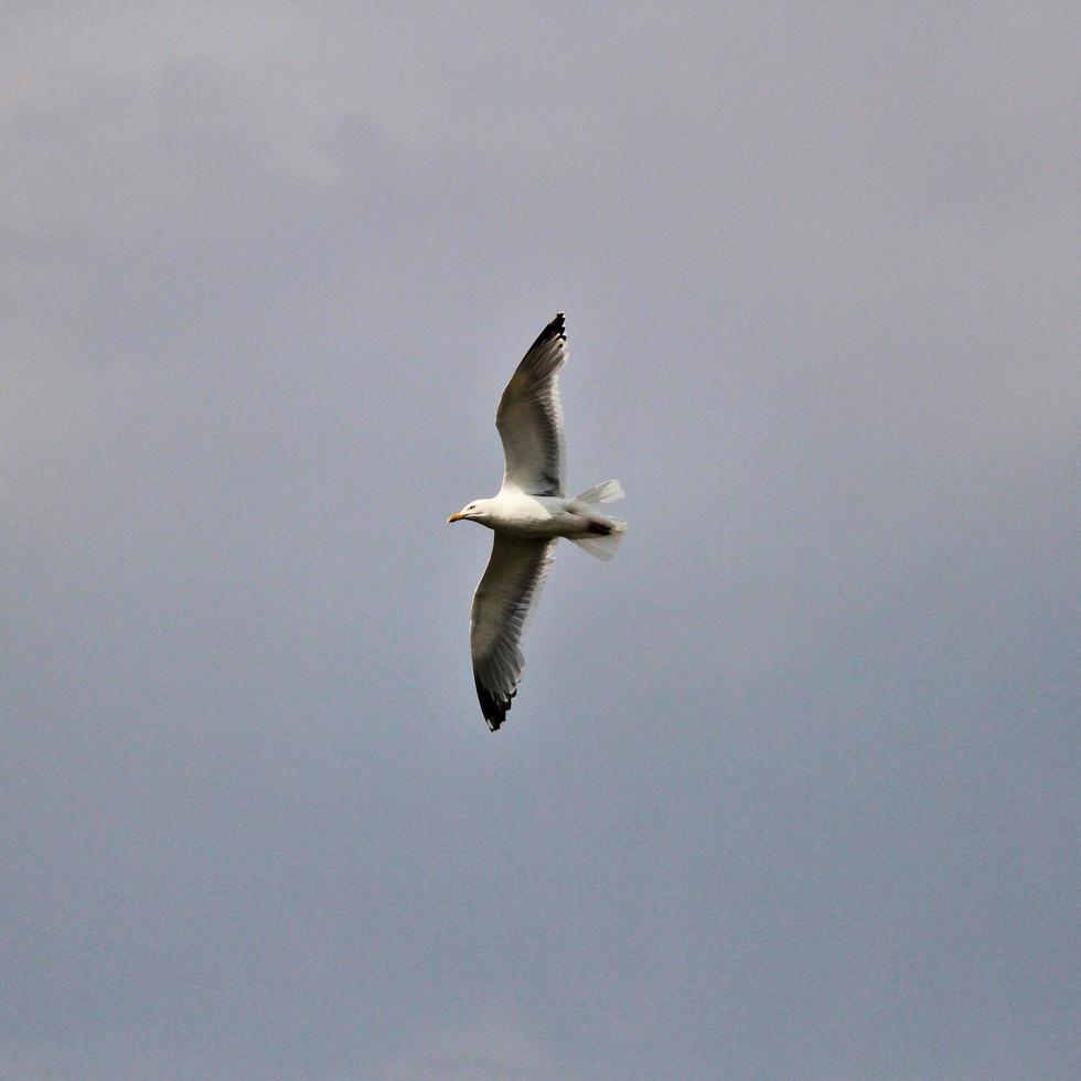 A view of a Seagull photo