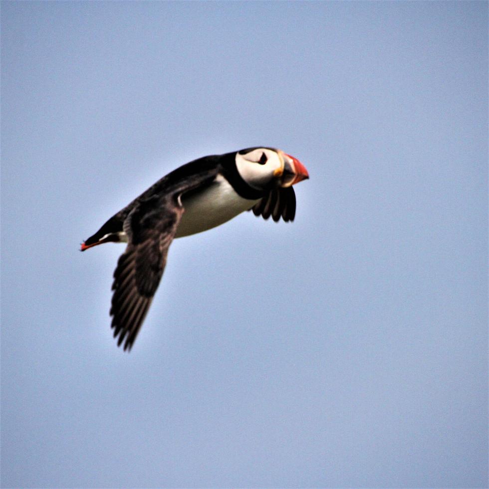 A view of a Puffin photo