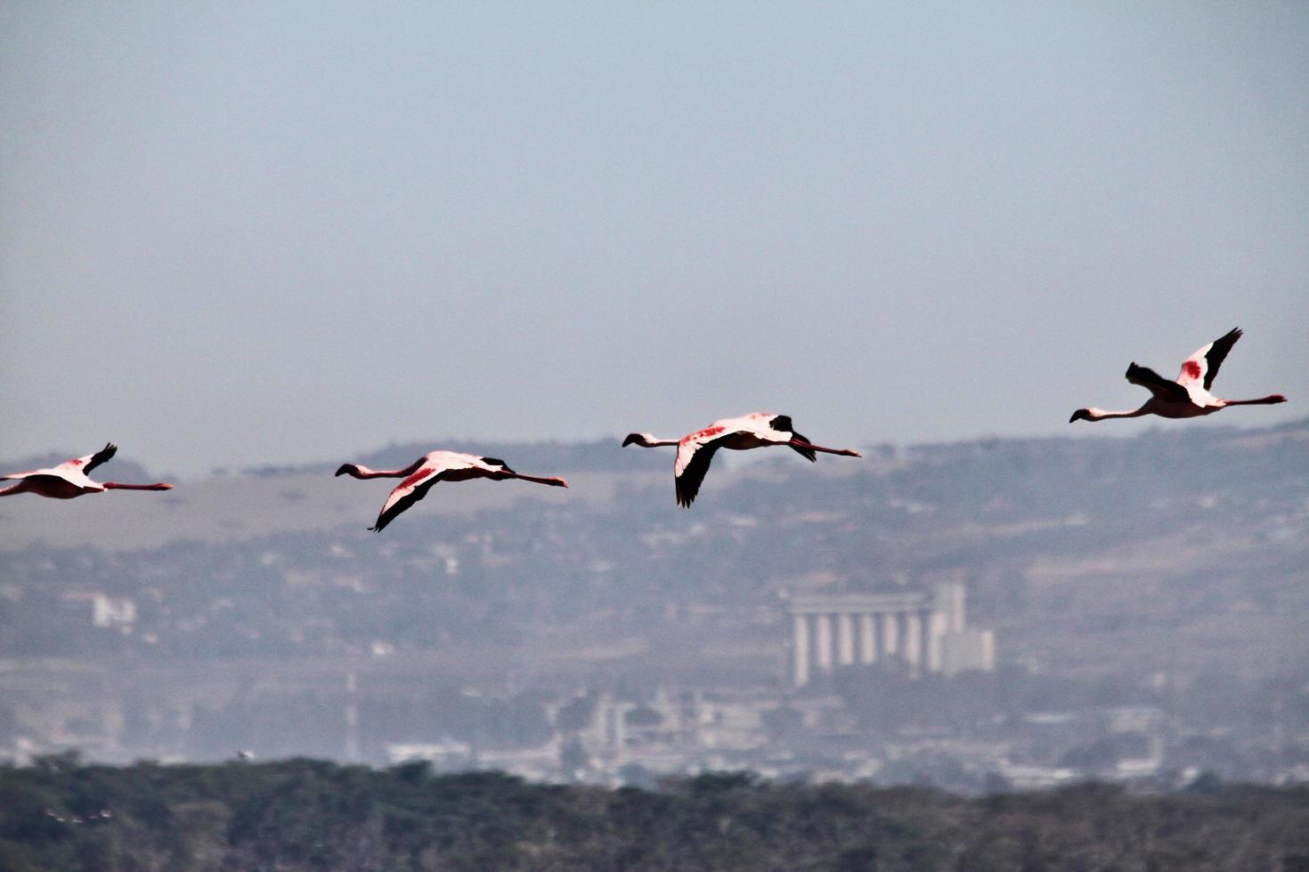 A view of a Flamingo photo