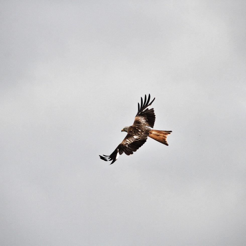 A view of a Red Kite in flight at Gigrin Farm in Wales photo