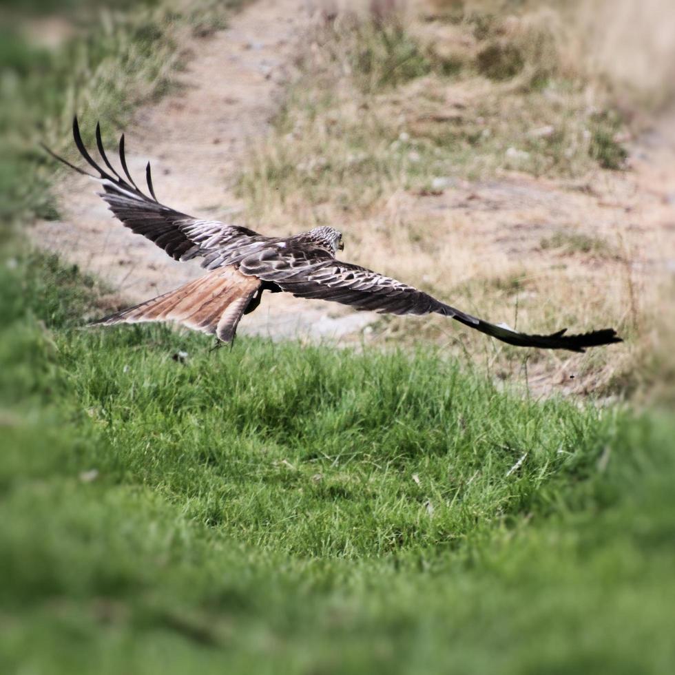 A view of a Red Kite in flight at Gigrin Farm in Wales photo