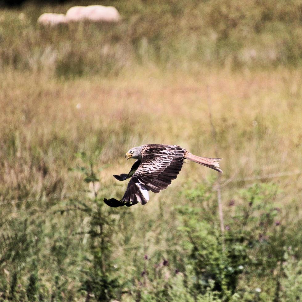 A close up of a Red Kite in flight at Gigrin Farm in Wales photo