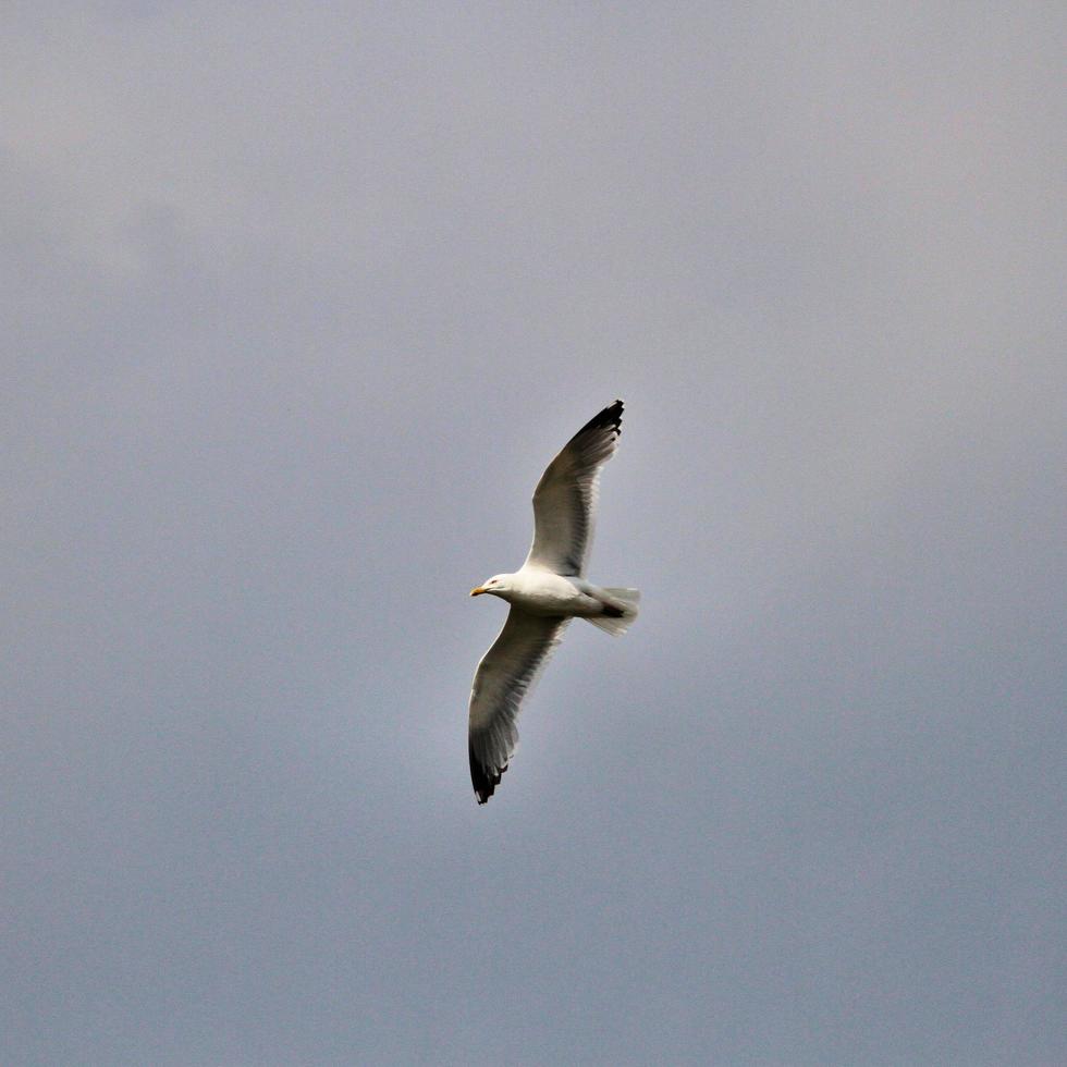 A view of a Seagull photo