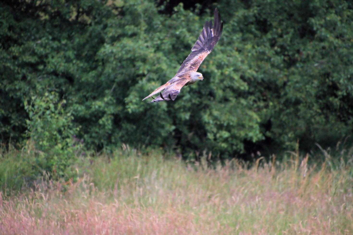 A close up of a Red Kite in flight at Gigrin Farm in Wales photo