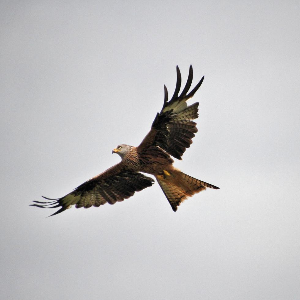 A view of a Red Kite in flight at Gigrin Farm in Wales photo