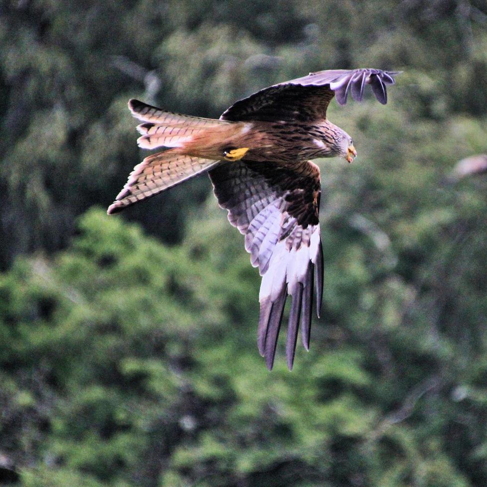 A close up of a Red Kite in flight at Gigrin Farm in Wales photo