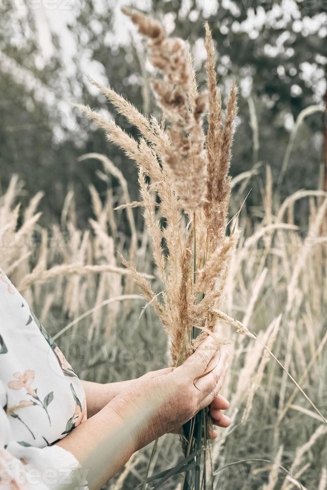 An elderly woman in the tall grass with spikelets. Autumn photo