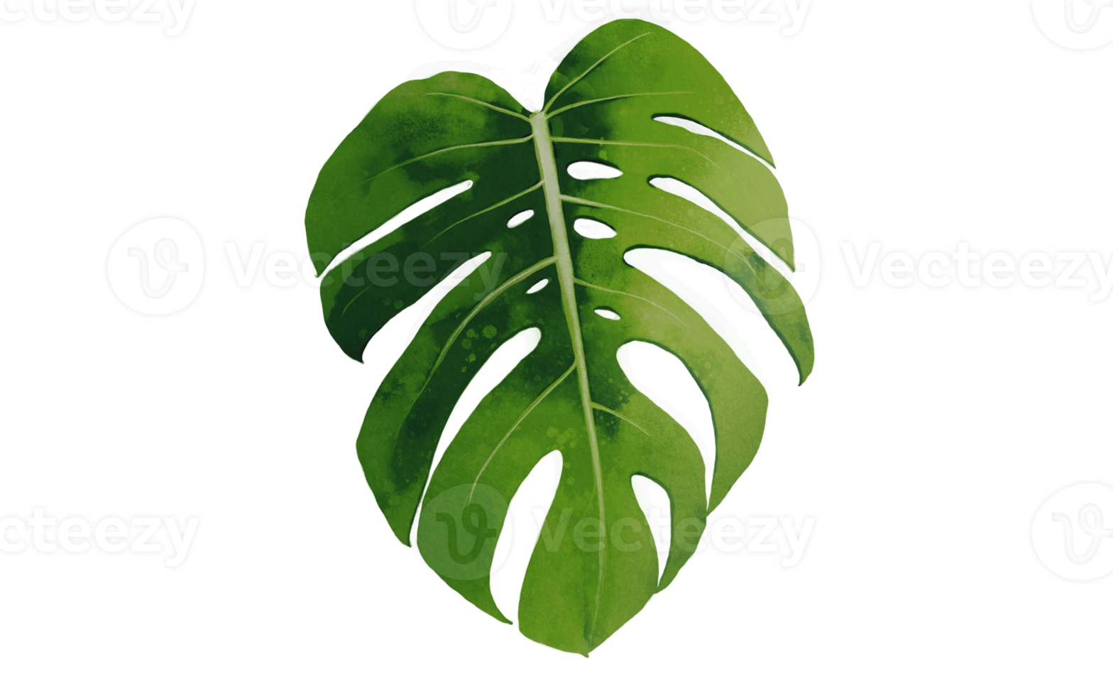 fichier png de feuilles ou de feuilles de monstera vertes