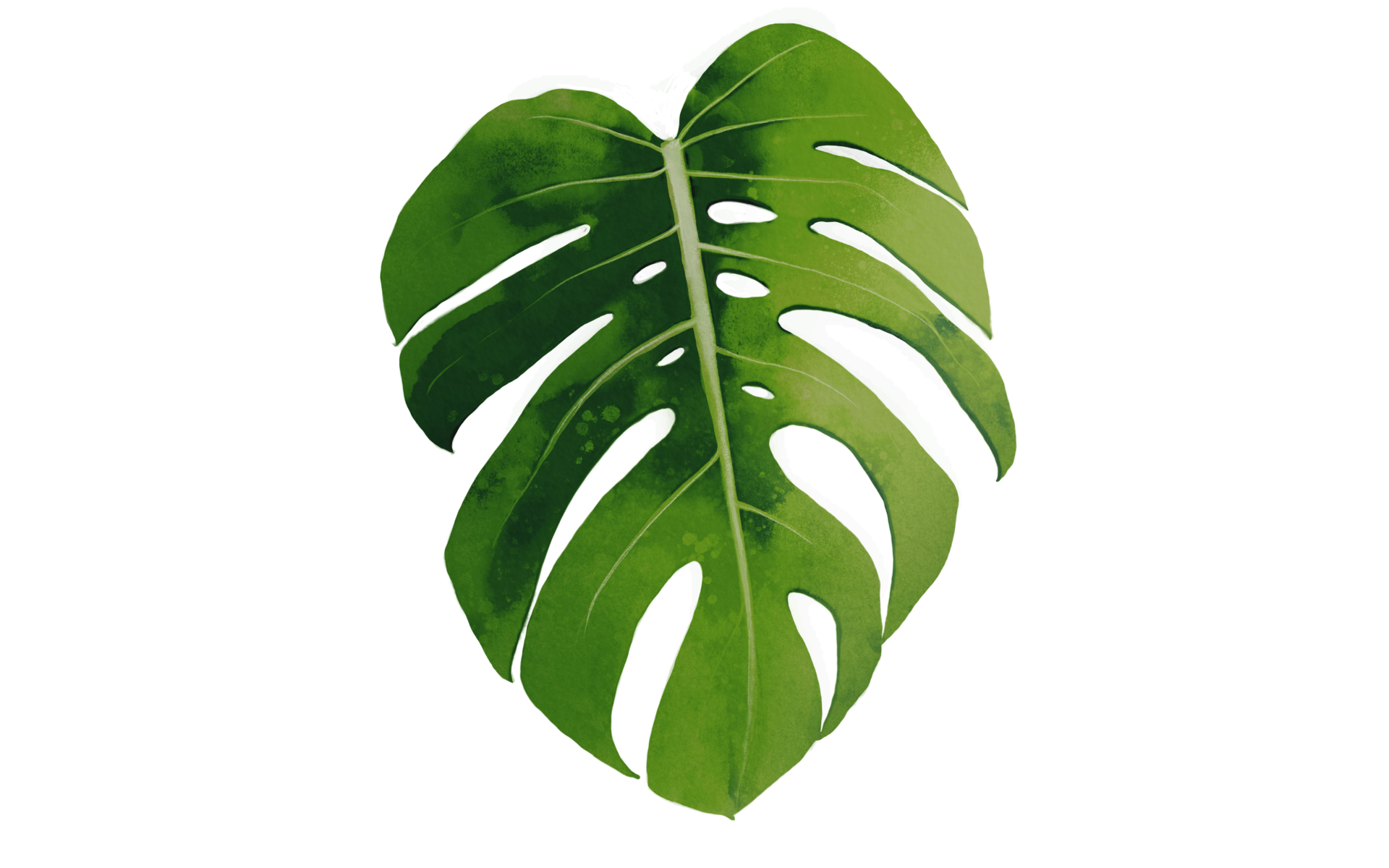 Terrorisme tranger Fracture Monstera Leaf Png R v lation Supporter terrorisme-tranger-fracture-monstera-leaf-png-r-v-lation-supporter
