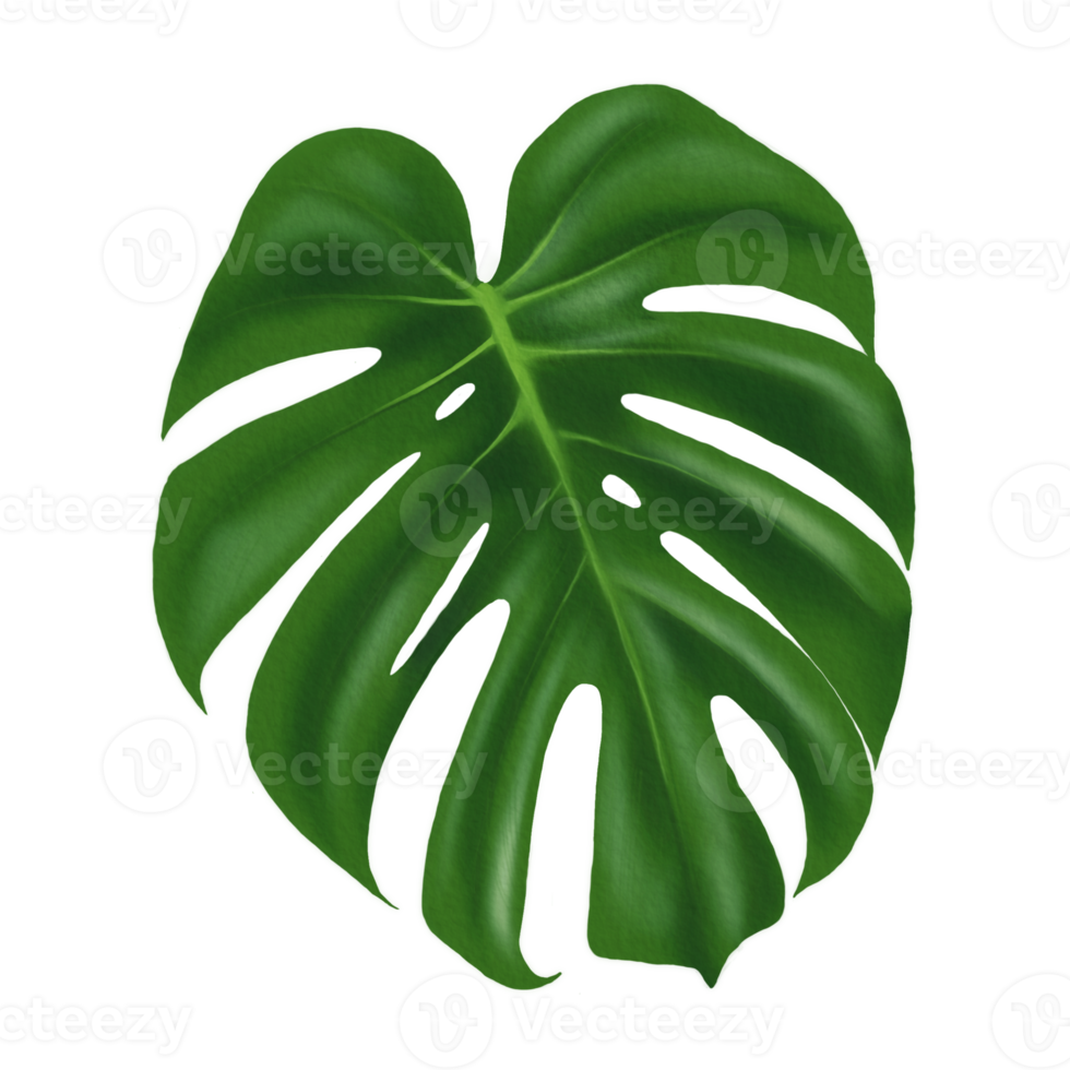 Leaf or green monstera leaf PNG file