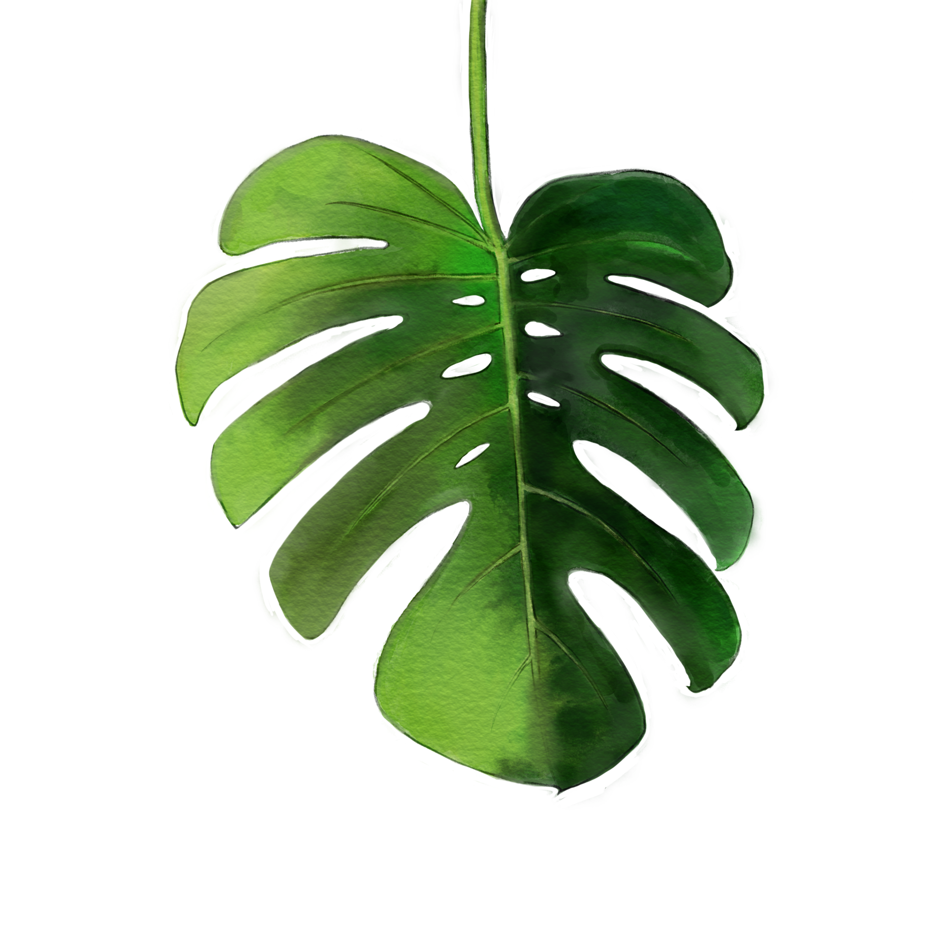 Leaf or green monstera leaf PNG file 12707366 PNG
