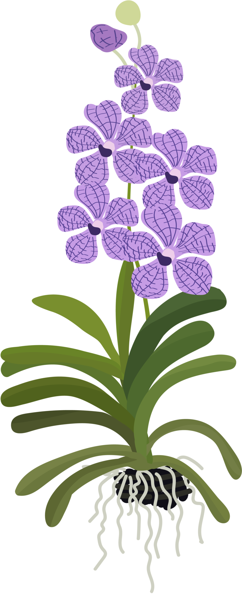 Free belle fleur d'orchidée vanda style plat 12707467 PNG with Transparent  Background