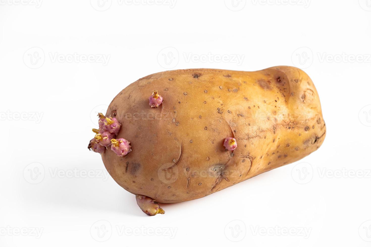 Sprouts on potato tubers. Sprouted potatoes on white background. photo