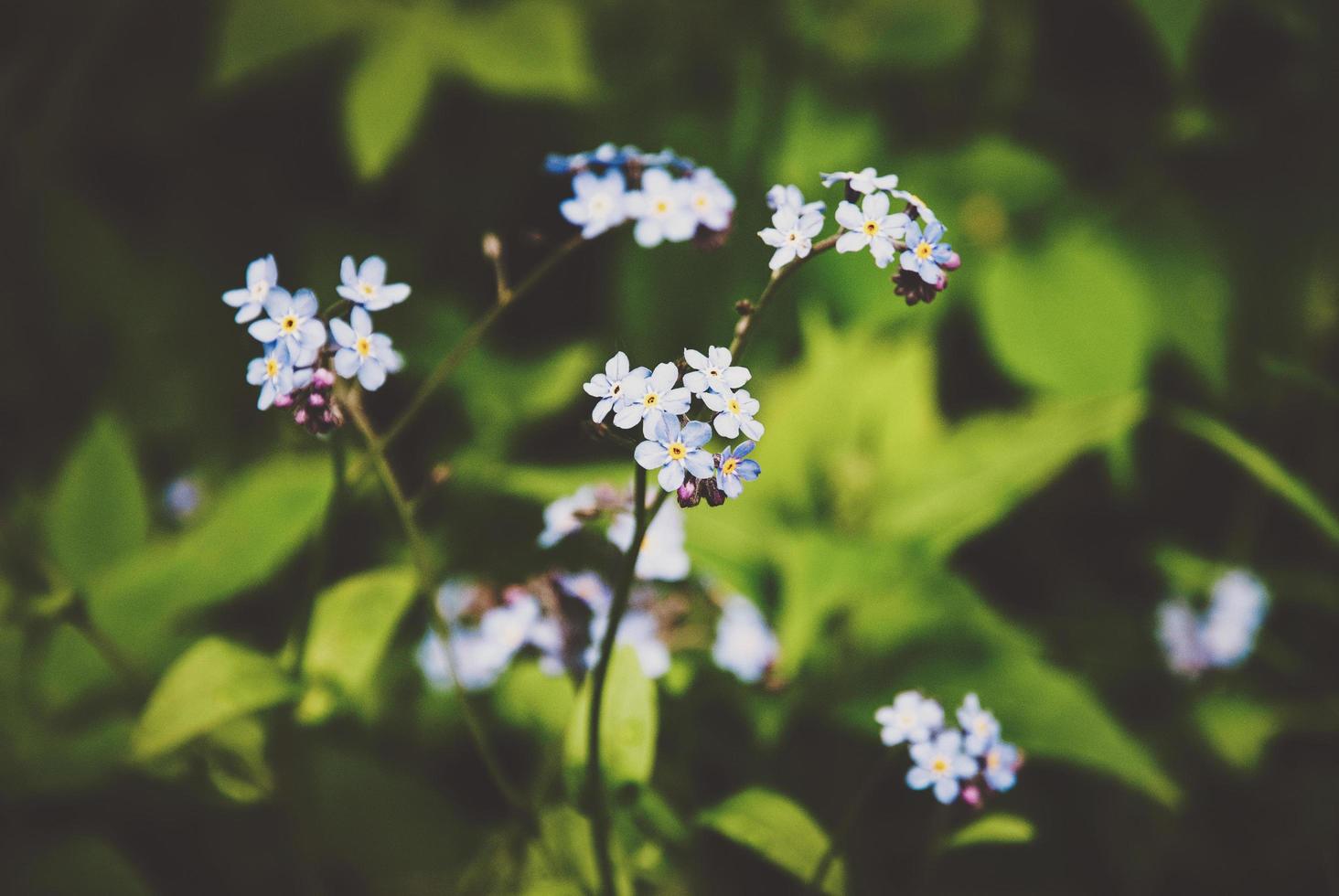 Forget-me-not in summer forest, forget me nots, Myosotis arvensis flower photo