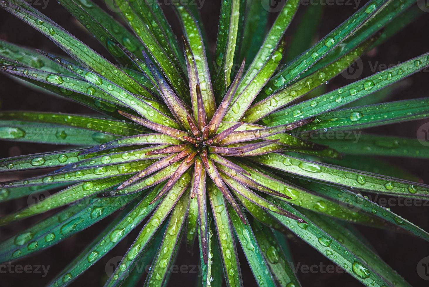 Green plant texture, Garden lily leaves wet from rain, overhead view,natural fractals background photo