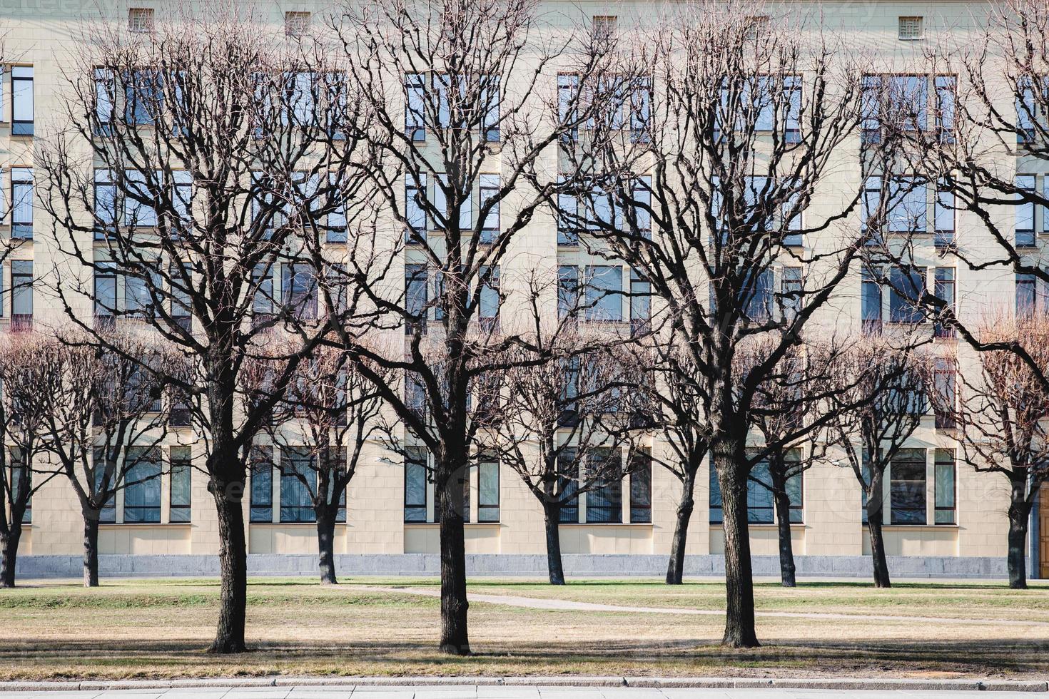 Trees in early spring in the city street, no people photo