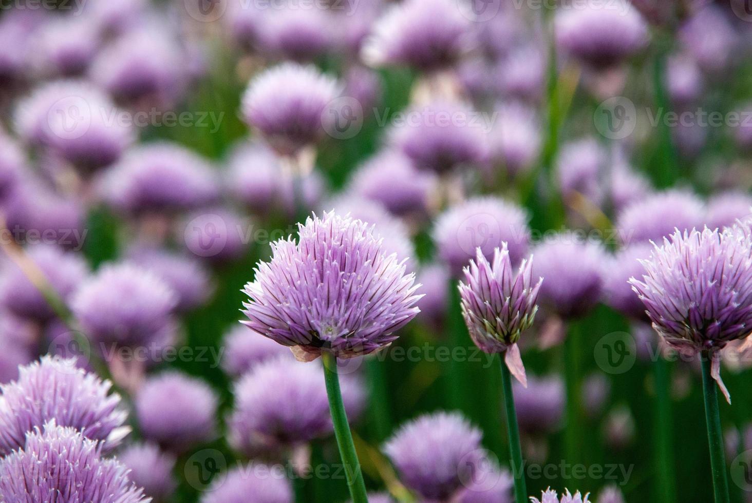 flores de cebollino púrpura, allium schoenoprasum en el jardín, fondos de naturaleza de verano foto