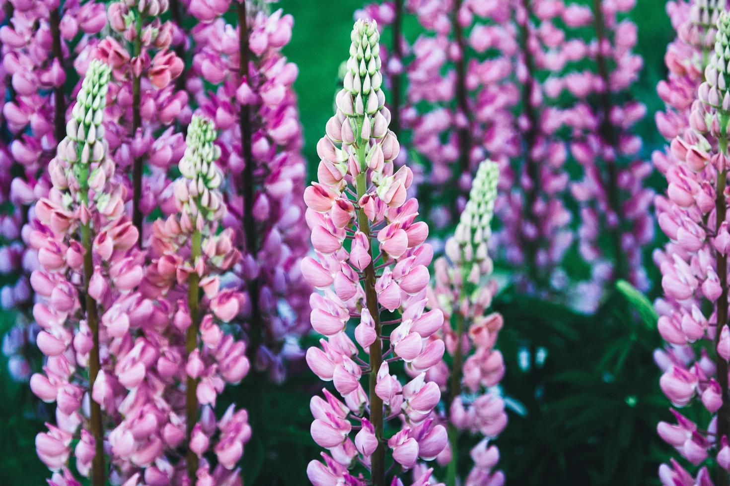 Large-leaved lupine purple pink flowers, Lupinus polyphyllus bloom in summer photo