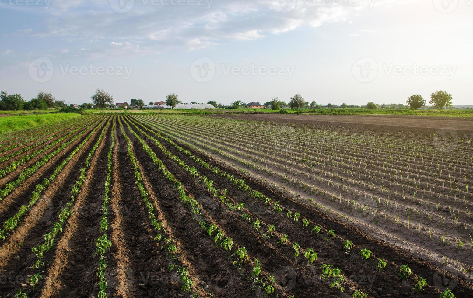 Plantación joven de pimiento dulce y puerros. cultivo de hortalizas al aire libre en campo abierto. agricultura, paisaje agrícola. agroindustria. cuidado y cultivo de plantas. plántulas de pimiento recién plantadas foto