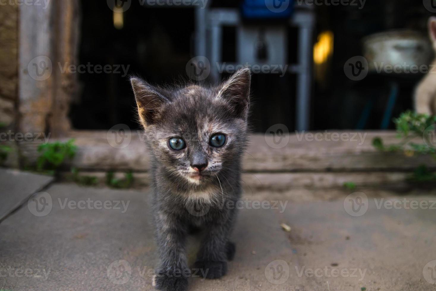 A dark kitten near the entrance to the old barn. Exploration of the environment and new environment by young offspring of a domestic cat. Courage and curiosity, a pioneer concept photo