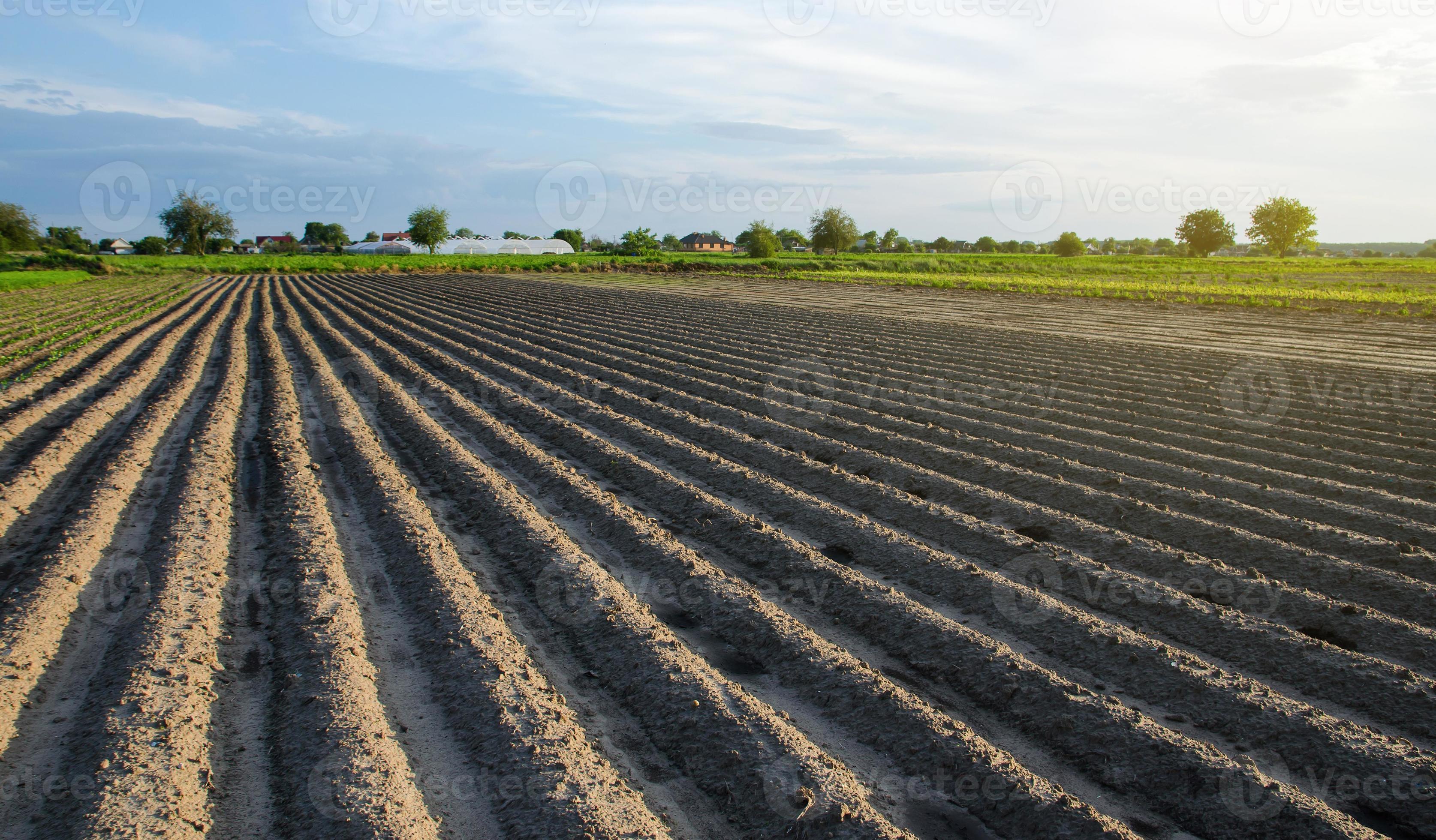 Freshly planted field with potatoes. Rows of a farm fields on a summer  sunny day. Growing vegetables outdoors on open ground. Agroindustry. Farming,  agriculture landscape. Focus on rows. 12708008 Stock Photo at