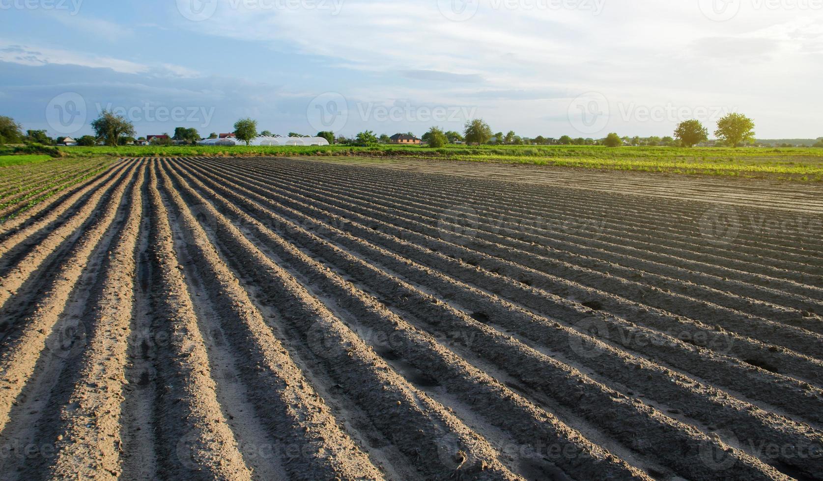 campo recién plantado con patatas. hileras de campos de cultivo en un día soleado de verano. cultivo de hortalizas al aire libre en campo abierto. agroindustria. agricultura, paisaje agrícola. centrarse en las filas. foto