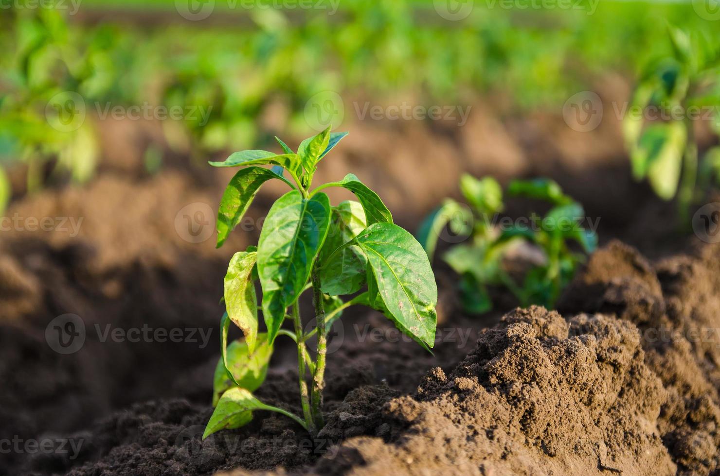 plántulas de pimiento dulce recién plantadas en un campo agrícola. cultivo de hortalizas al aire libre en agroindustria a cielo abierto. cuidado y cultivo de plantas. agricultura, paisaje agrícola. foto